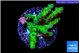 Acropora green & purple tip 3-4 cm WYSIWYG acclimaté