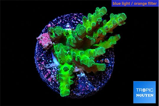 Acropora green & purple tip 3-4 cm WYSIWYG acclimaté