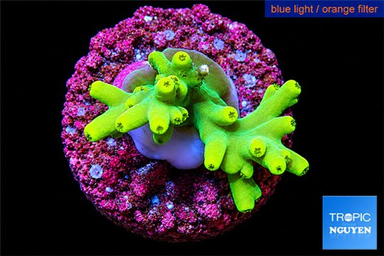 Acropora caroliniana banana 2-3 cm WYSIWYG acclimaté