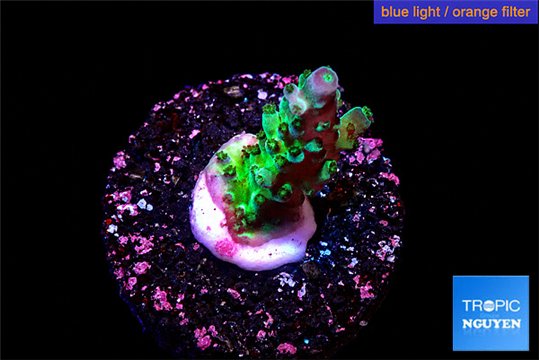Acropora green purple tip 2-4 cm WYSIWYG acclimaté