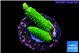Acropora full neon green 3-4 cm WYSIWYG acclimaté