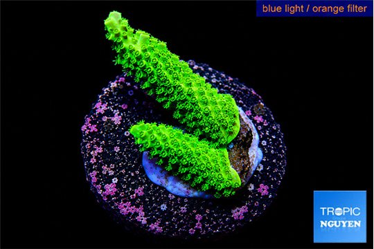 Acropora full neon green 3-4 cm WYSIWYG acclimaté