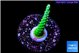 Acropora green purple tip 3-5 cm WYSIWYG acclimaté