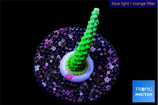 Acropora green purple tip 3-5 cm WYSIWYG acclimaté
