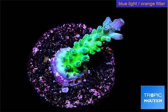 Acropora green purple tip 3-4 cm WYSIWYG acclimaté