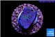 Sarcophython full neon green polyps Australia 2 cm WYSIWYG acclimaté