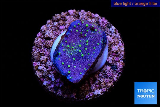 Sarcophython full neon green polyps Australia 2 cm WYSIWYG acclimaté