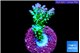 Acropora green & blue tip Fijii 4-6 cm WYSIWYG acclimaté