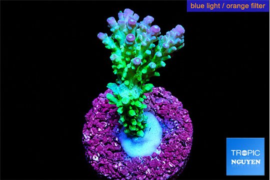 Acropora green & blue tip Fijii 4-6 cm WYSIWYG acclimaté
