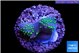 Sarcophython full neon green polyps Australia 2 cm WYSIWYG acclimaté