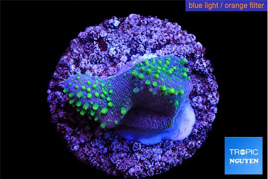 Sarcophython full neon green polyps Australia 2 cm WYSIWYG acclimaté