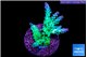 Acropora green & blue tip Fijii 4-6 cm WYSIWYG acclimaté