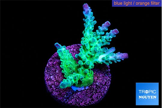 Acropora green & blue tip Fijii 4-6 cm WYSIWYG acclimaté