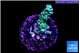 Acropora green purple tip 2-4 cm WYSIWYG acclimaté