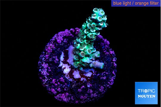 Acropora green purple tip 2-4 cm WYSIWYG acclimaté