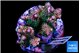 Acropora pink 5-6 cm WYSIWYG acclimaté
