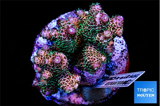 Acropora pink 5-6 cm WYSIWYG acclimaté