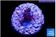Acropora purple table Fijii 1-2 cm WYSIWYG acclimaté
