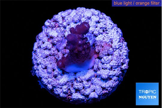 Acropora purple table Fijii 1-2 cm WYSIWYG acclimaté