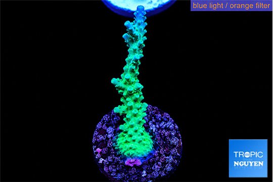Acropora green purple tip 3-4 cm WYSIWYG acclimaté
