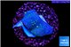 Sarcophython full neon green polyps Australia 2-3 cm WYSIWYG acclimaté