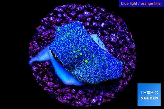 Sarcophython full neon green polyps Australia 2-3 cm WYSIWYG acclimaté
