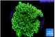 Montipora green 4-5 cm WYSIWYG acclimaté