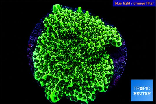 Montipora green 4-5 cm WYSIWYG acclimaté