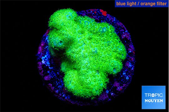 Pocillopora verrucosa toxic green 2-3 cm WYSIWYG acclimaté