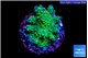 Acropora gemmifera green & purple tip 2-3 cm WYSIWYG acclimaté