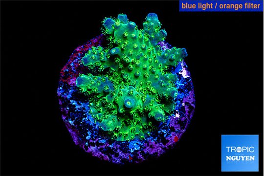 Acropora gemmifera green & purple tip 2-3 cm WYSIWYG acclimaté