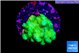Pocillopora verrucosa toxic green 1-2 cm WYSIWYG acclimaté