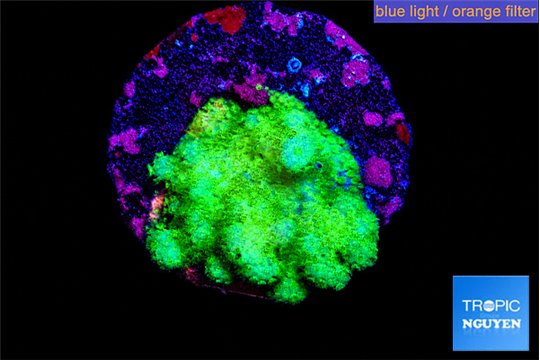 Pocillopora verrucosa toxic green 1-2 cm WYSIWYG acclimaté