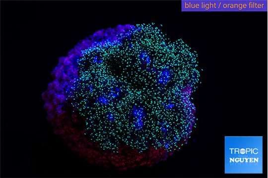 Pocillopora damicornis pink tip 1-2 cm WYSIWYG acclimaté