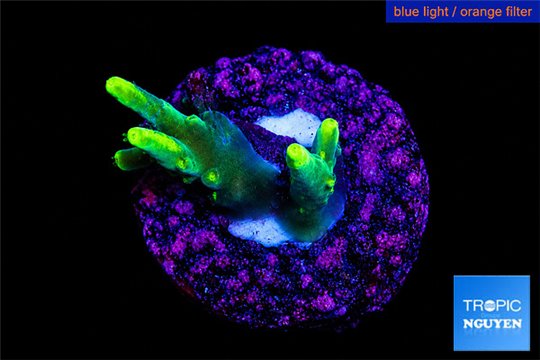 Acropora caroliniana banana 2-3 cm WYSIWYG acclimaté