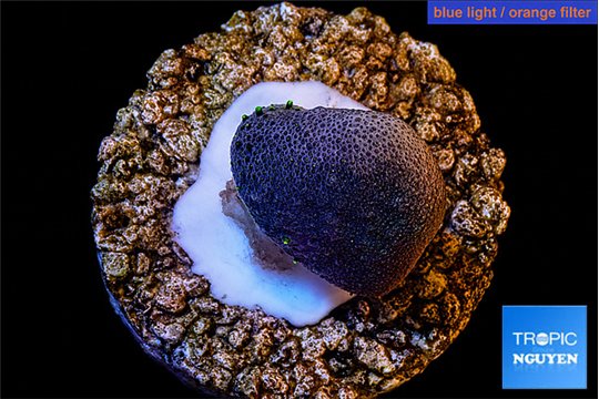 Sarcophython full neon green polyps Australia 2 cm WYSIWYG acclimaté