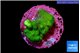 Pocillopora verrucosa toxic green 2-3 cm WYSIWYG acclimaté
