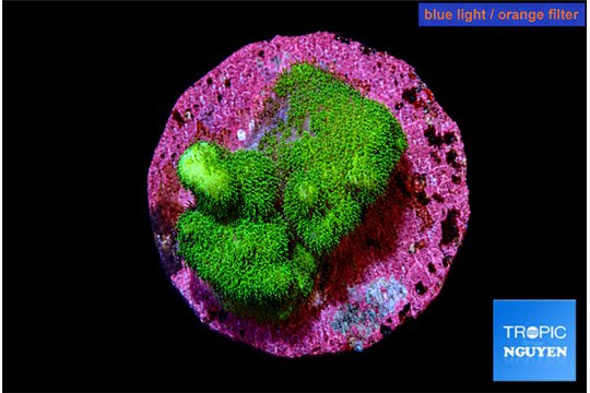 Pocillopora verrucosa toxic green 2-3 cm WYSIWYG acclimaté