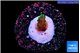 Acropora pink purple 1-2 cm WYSIWYG acclimaté