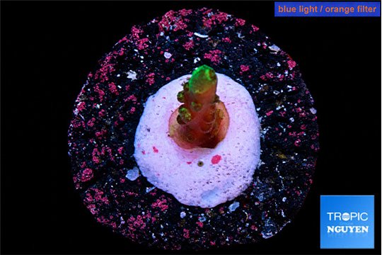 Acropora pink purple 1-2 cm WYSIWYG acclimaté