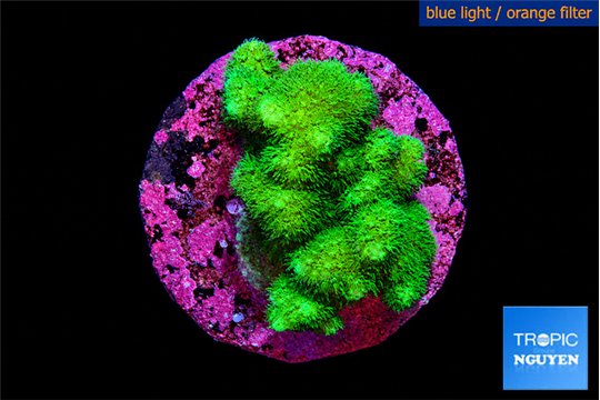 Pocillopora verrucosa toxic green 2-3 cm WYSIWYG acclimaté