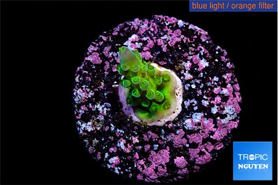 Acropora green purple tip 2-4 cm WYSIWYG acclimaté