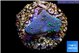 Sarcophython full neon green polyps Australia 2-3 cm WYSIWYG acclimaté