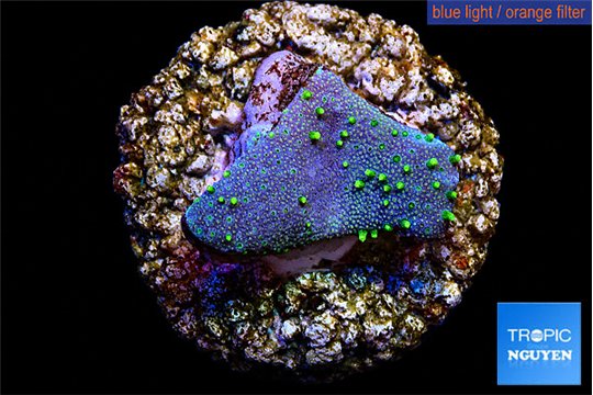Sarcophython full neon green polyps Australia 2-3 cm WYSIWYG acclimaté