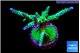 Acropora green purple tip 6-8 cm WYSIWYG acclimaté