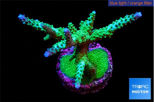 Acropora green purple tip 6-8 cm WYSIWYG acclimaté