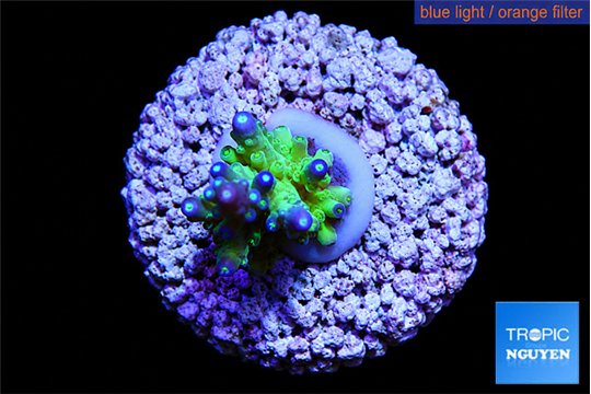 Acropora green & blue tip Fijii 2-3 cm WYSIWYG acclimaté