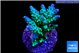 Acropora green & blue tip Fijii 3-4 cm WYSIWYG acclimaté