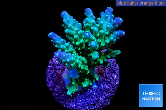Acropora green & blue tip Fijii 3-4 cm WYSIWYG acclimaté