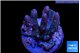 Acropora pink 4-6 cm WYSIWYG acclimaté